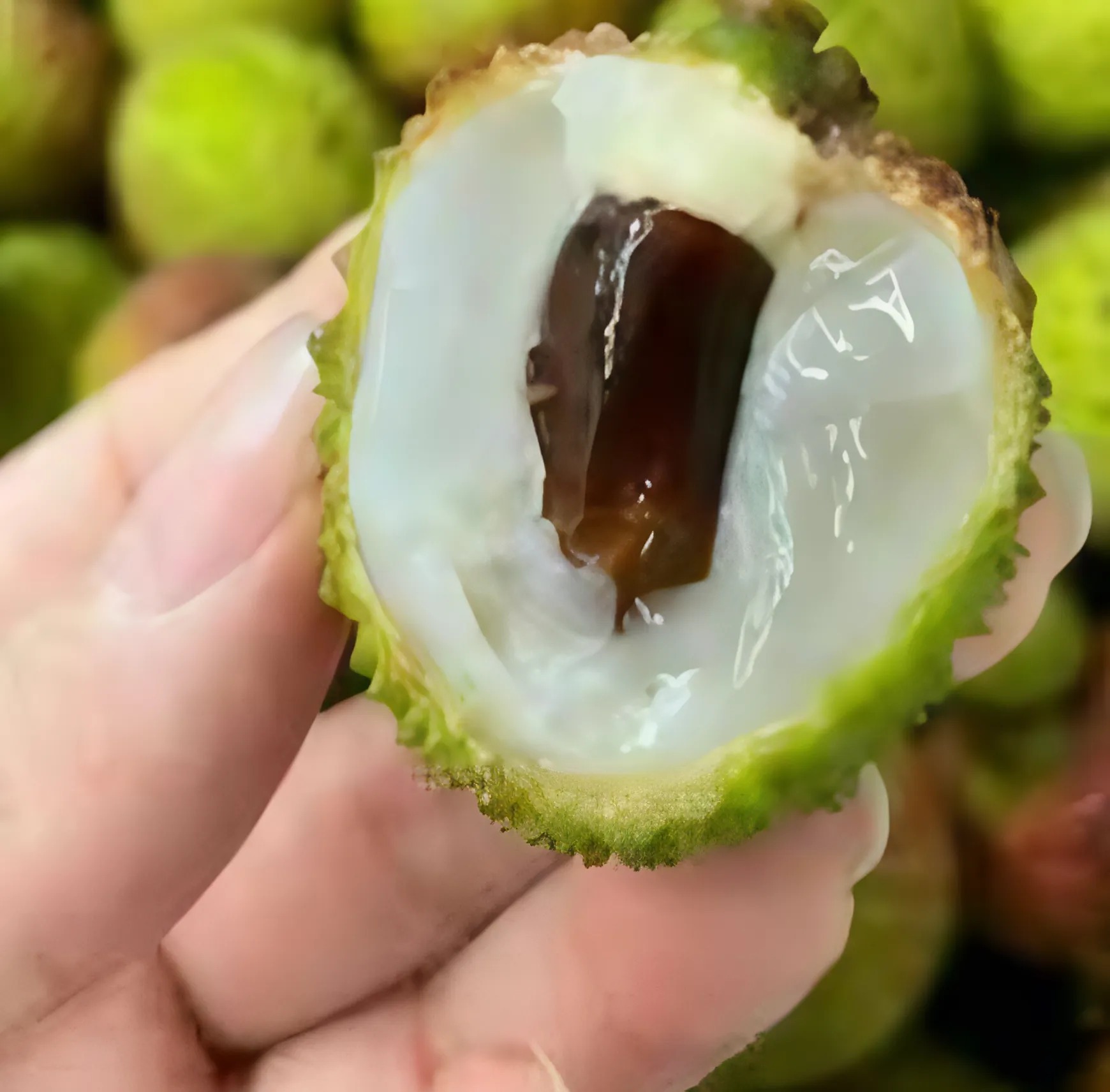 लीची